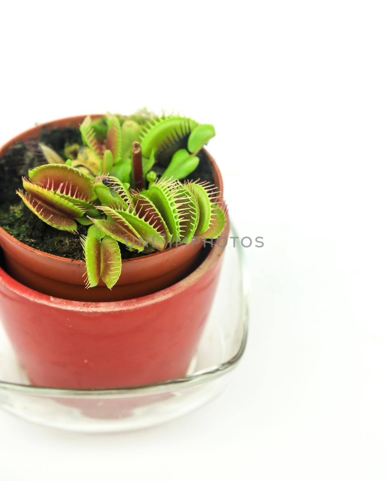 Beautiful Dionaea Muscipula carnivorous plant on white background