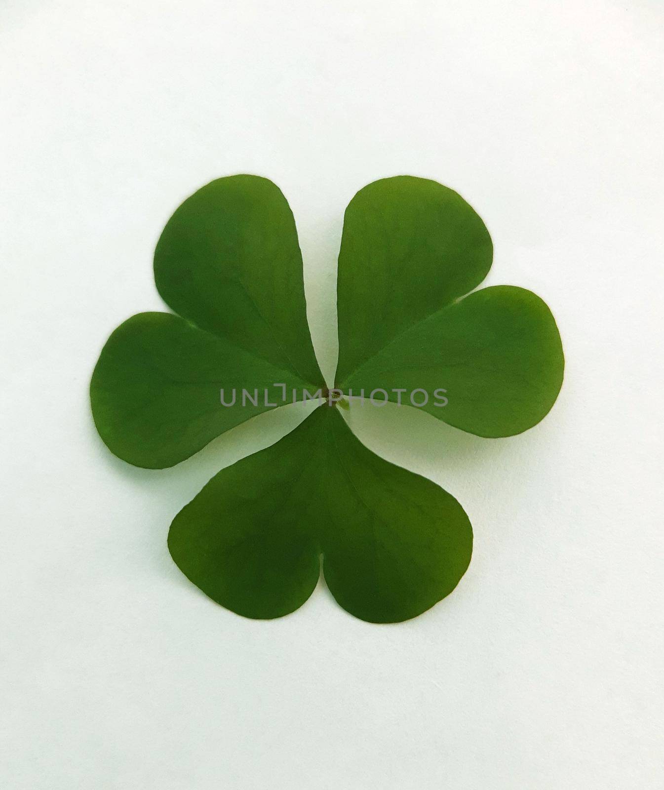 Green clover leaf on a white background close-up.