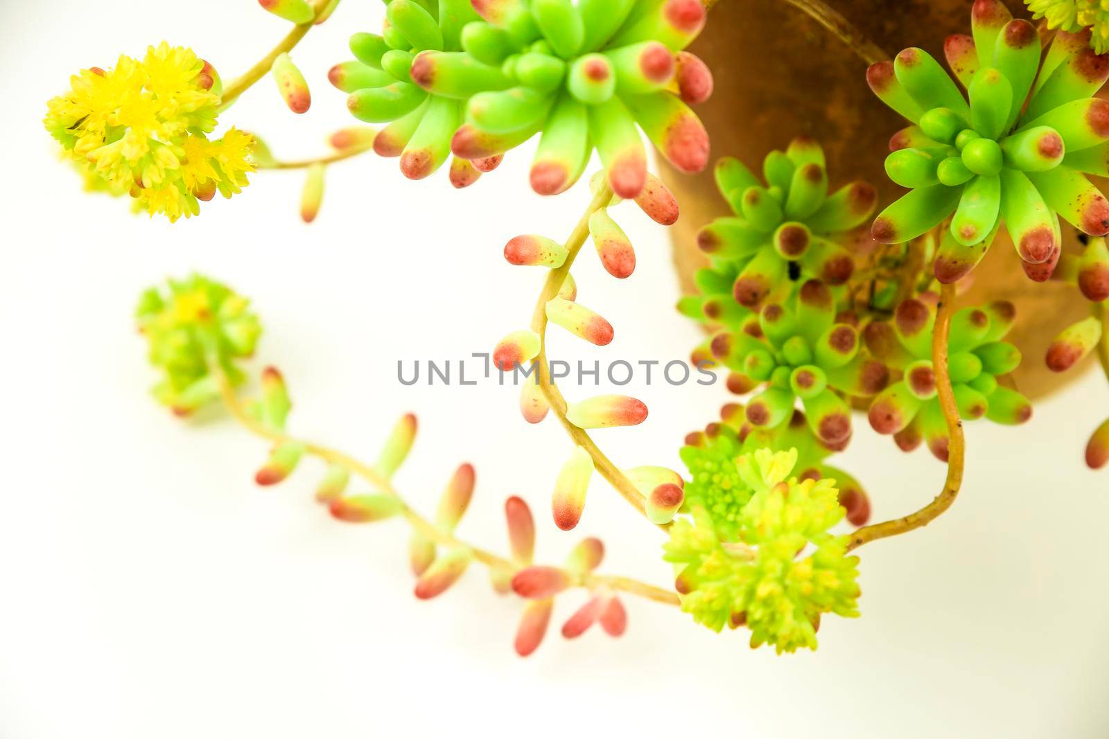 Colorful Sedum rubrotinctum R.T Clausen plant on white background