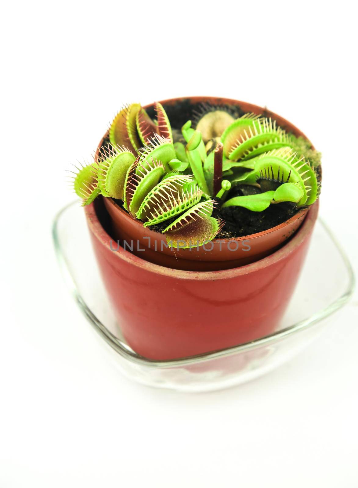 Beautiful Dionaea Muscipula carnivorous plant on white background