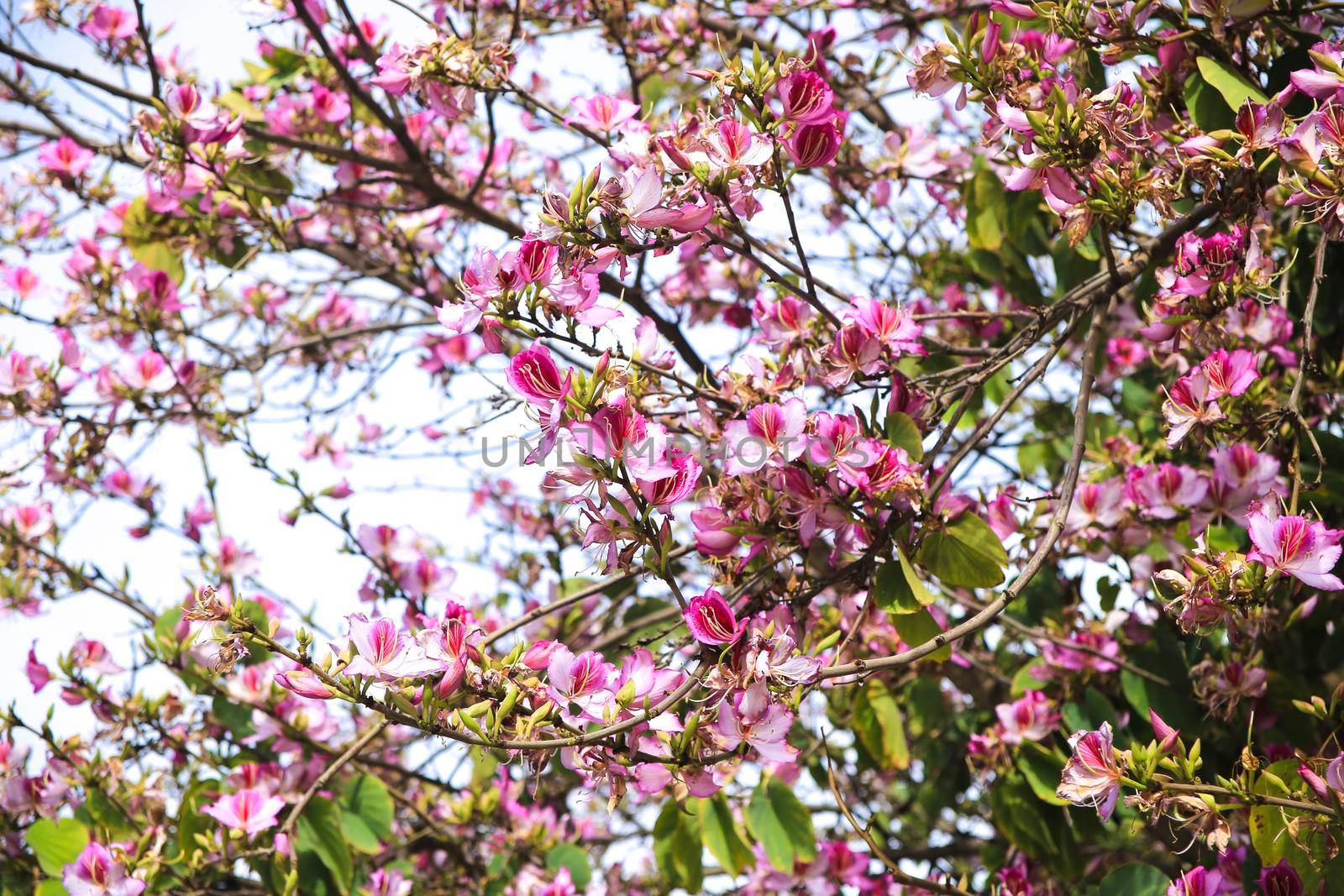 Beautiful and colorful Bauhinia purpurea tree in Plaza de las Flores Square in Alicante, Spain