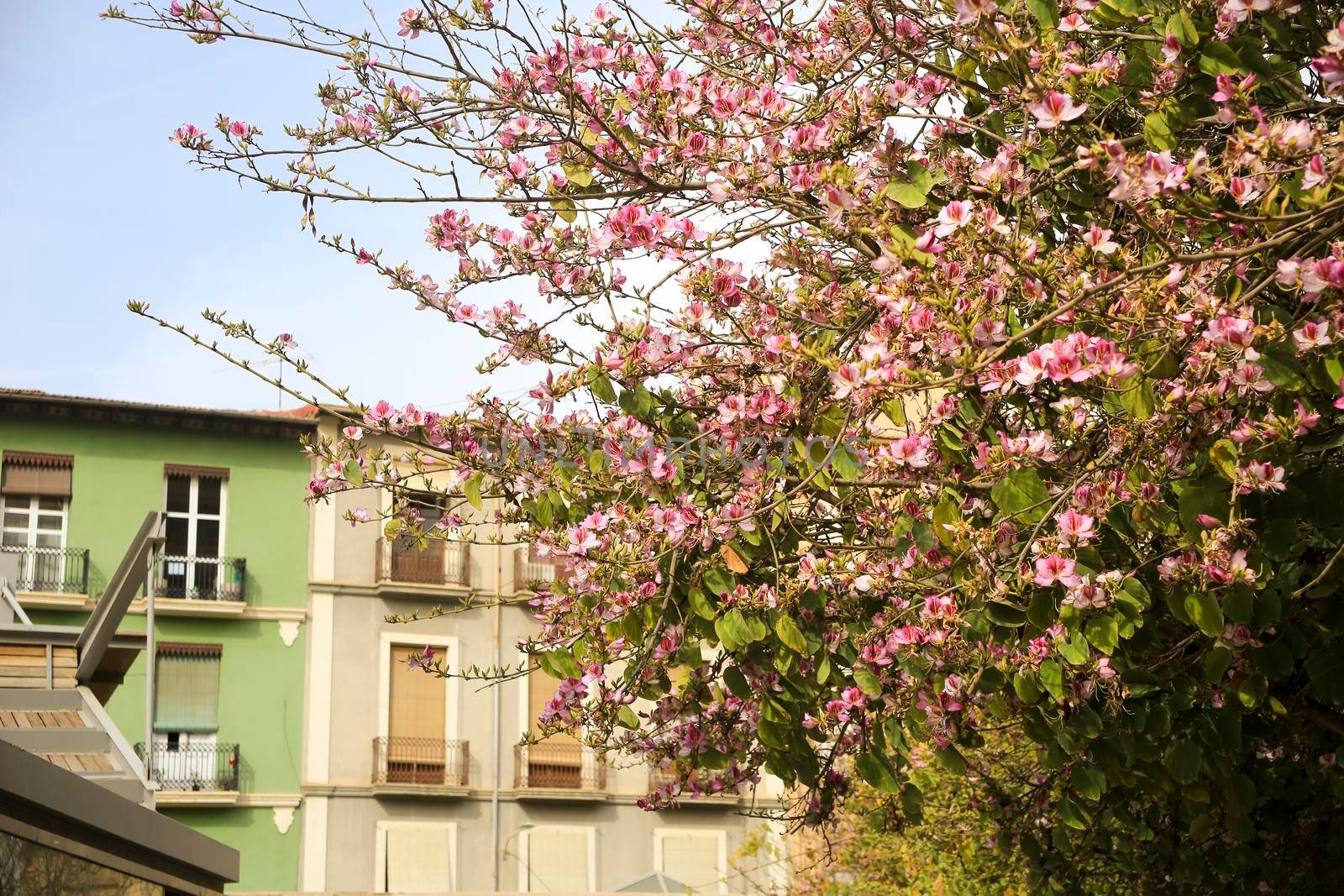 Beautiful and colorful Bauhinia purpurea tree in Plaza de las Flores Square in Alicante, Spain