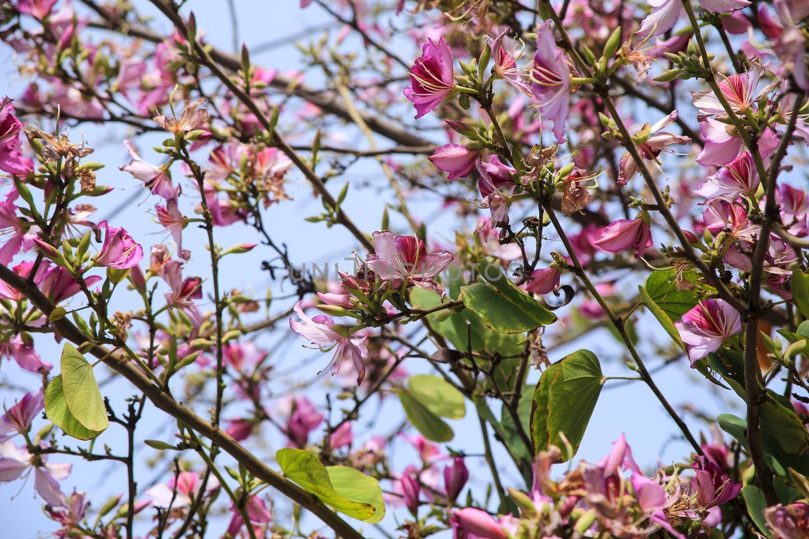 Beautiful and colorful Bauhinia purpurea tree in Plaza de las Flores Square in Alicante, Spain