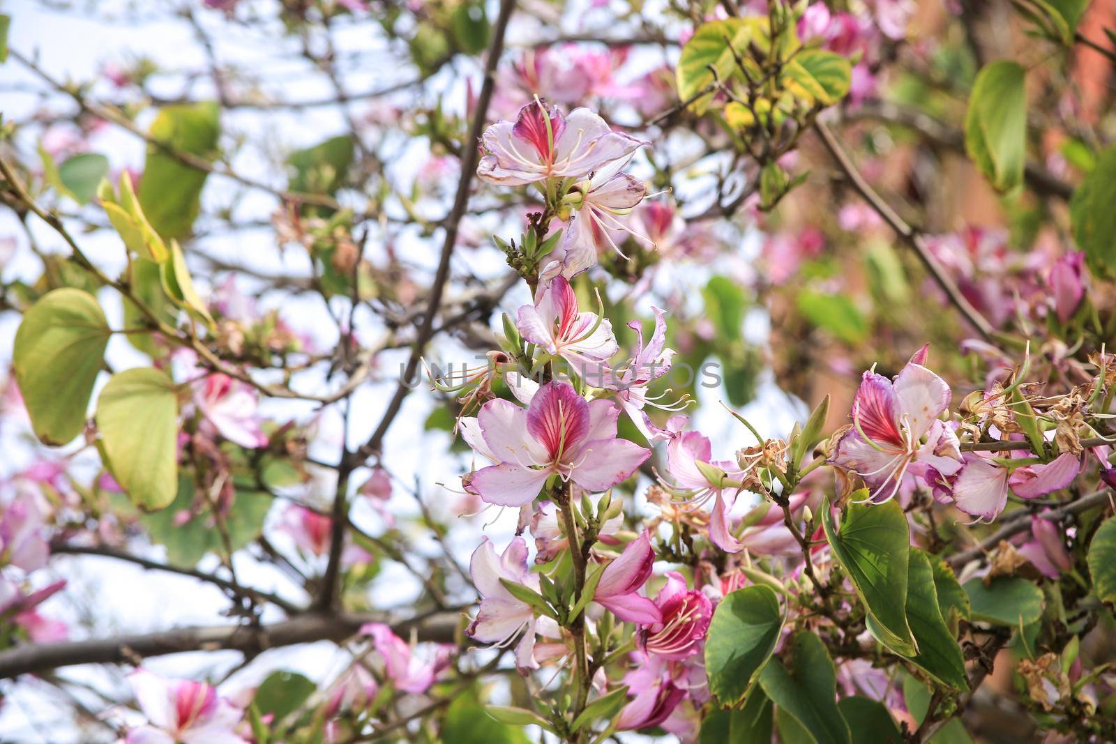 Beautiful and colorful Bauhinia purpurea tree in Plaza de las Flores Square in Alicante, Spain