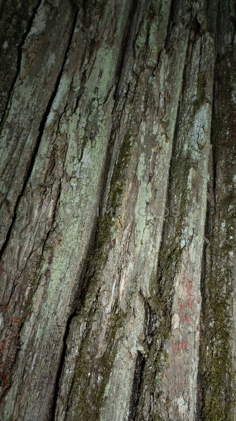 Old Wood Tree Texture Background Pattern. Horizontal photo of a tree bark texture. Creative texture of an old oak bark.