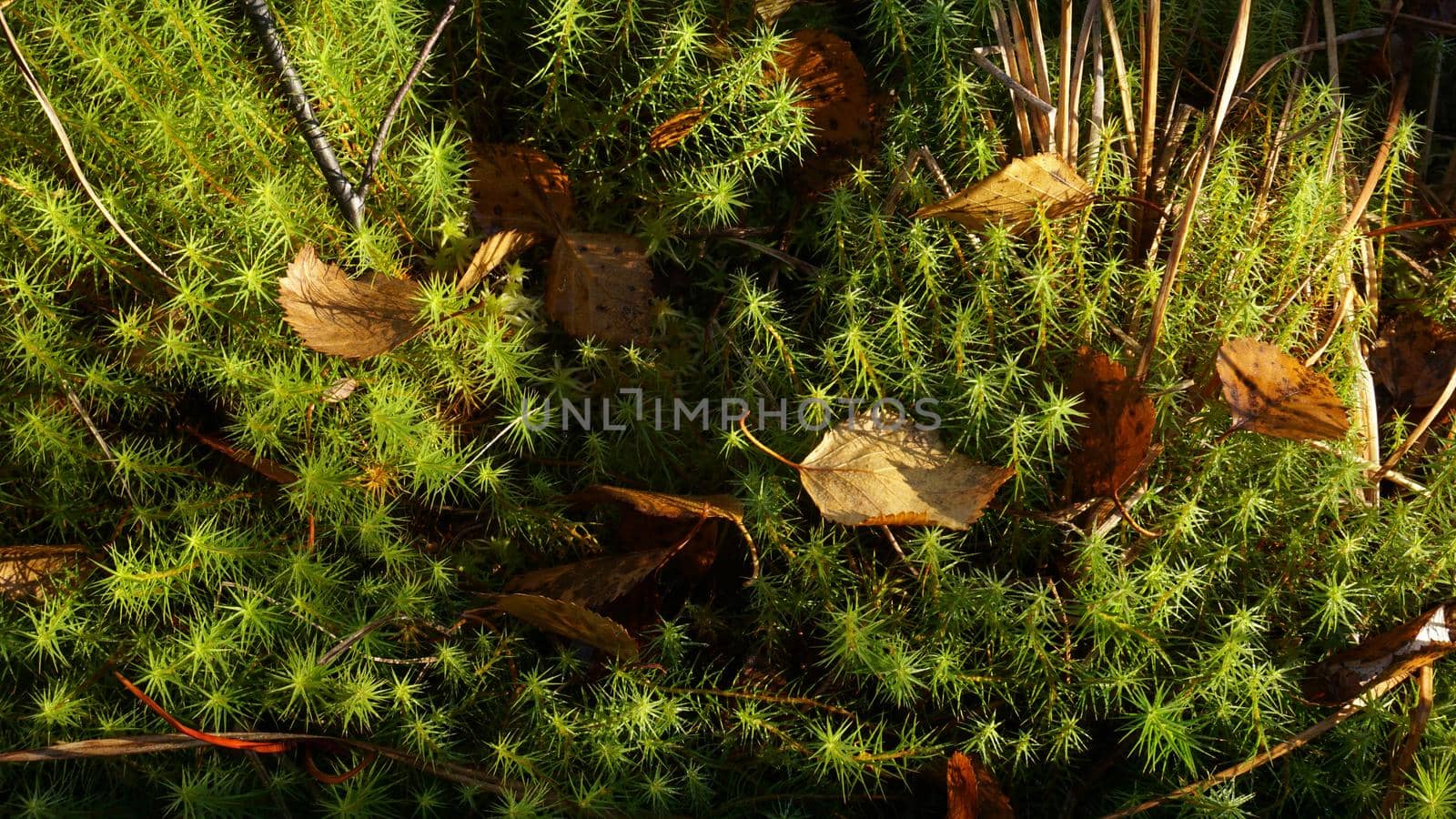 Green forest moss lit by sunbeams with grass and withered leaves.