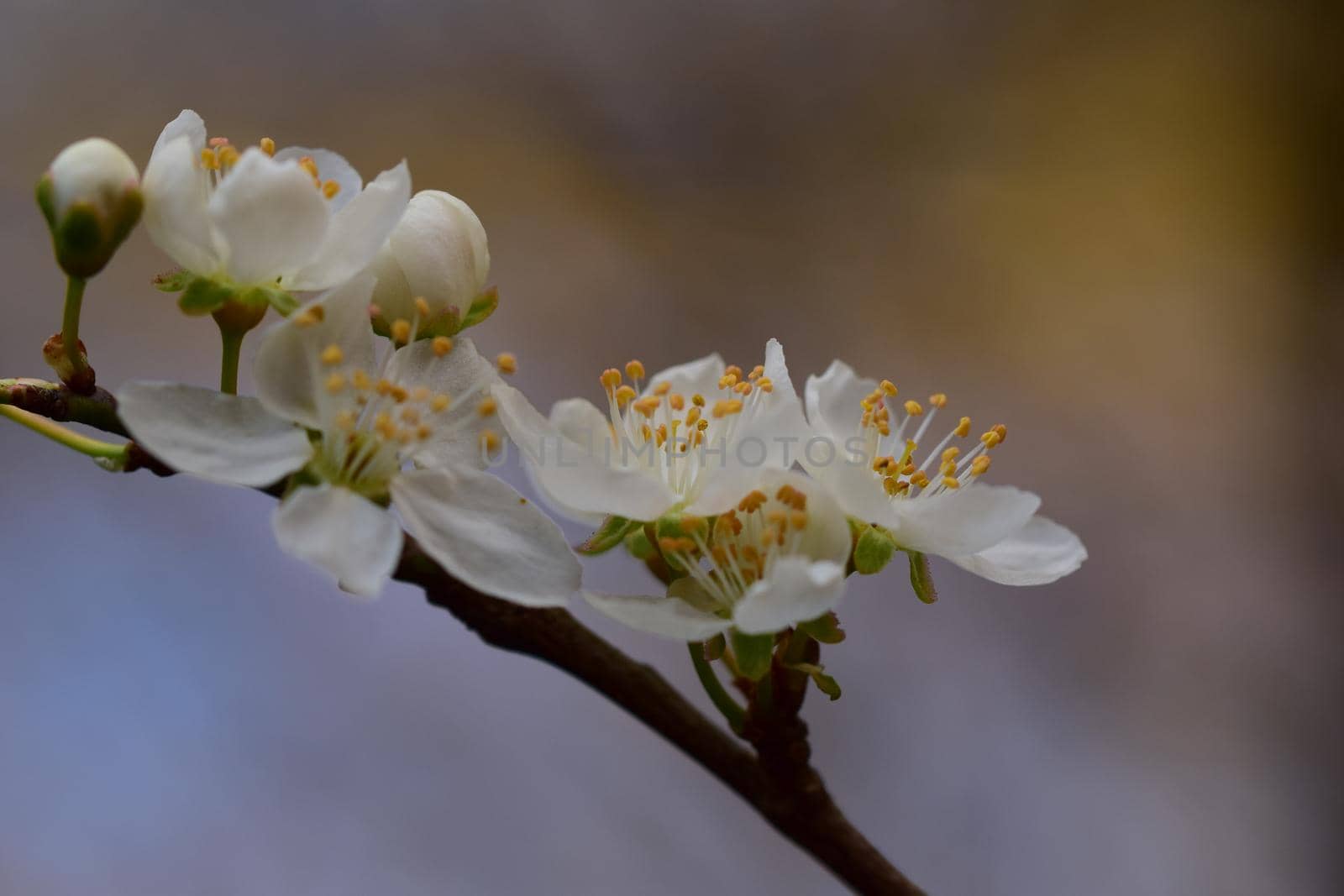 Close up of white blossoms against a blurred brown background by Luise123