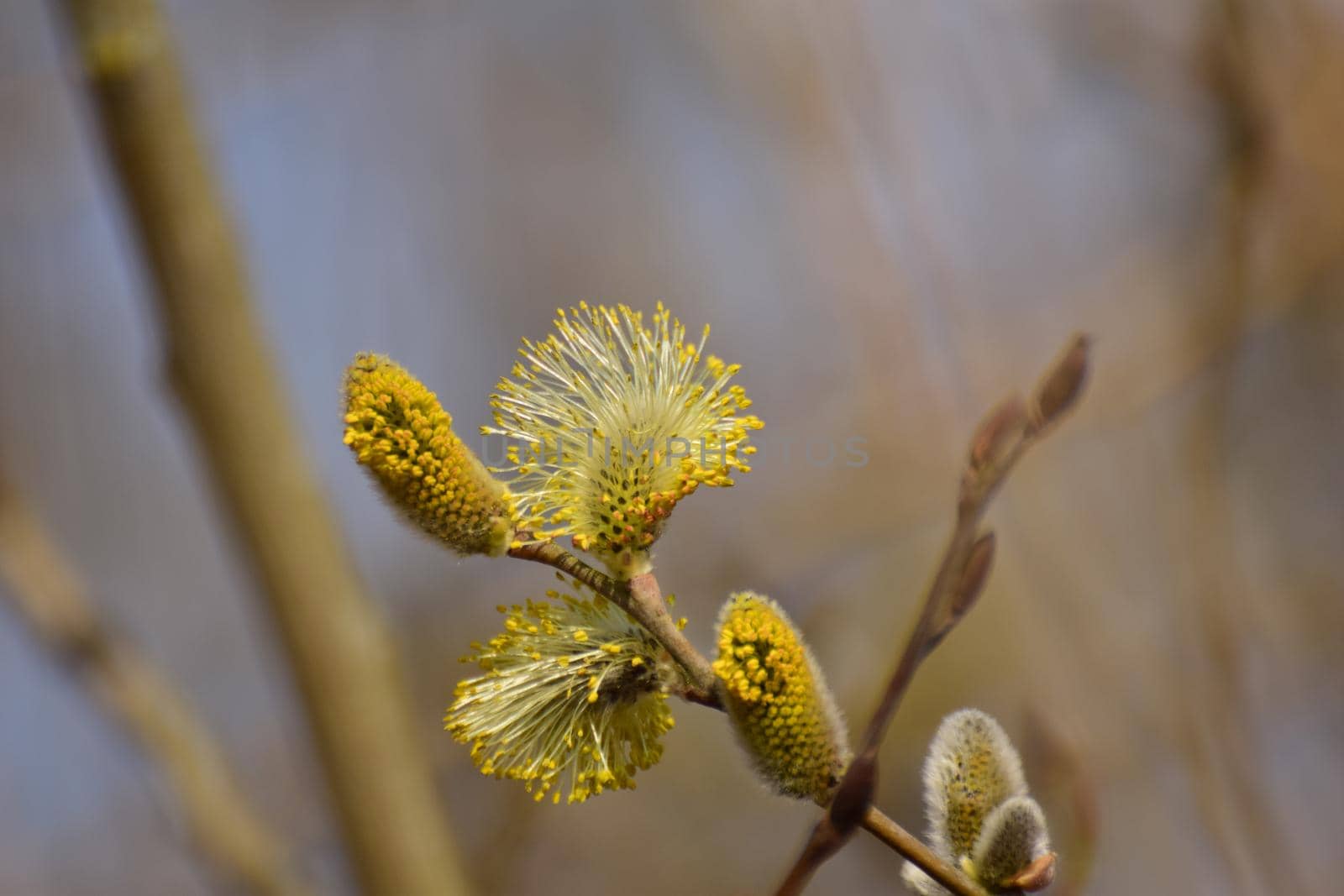 Flowering salix against a blurry background as a close up