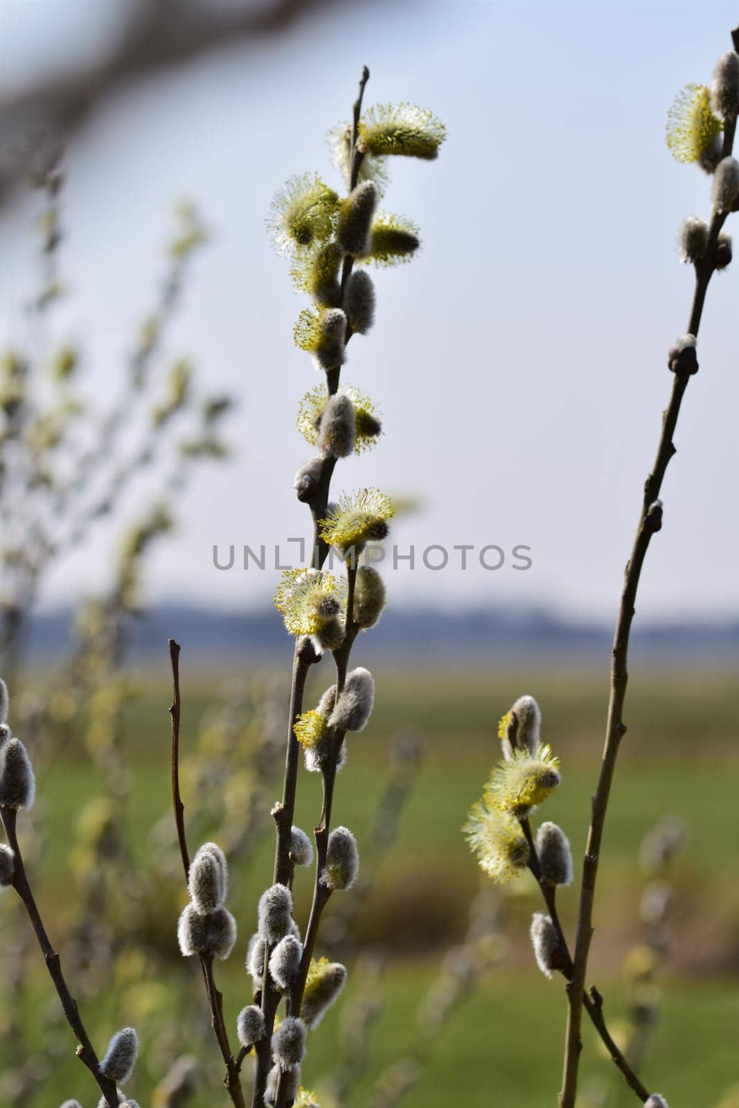 Flowering salix salicaceae against a blurred landscape by Luise123