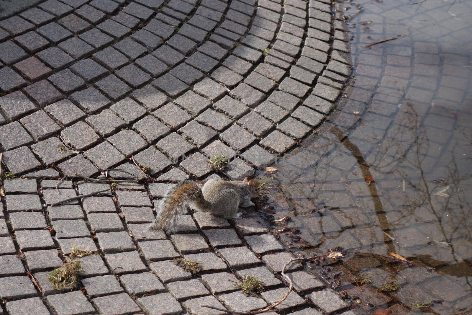 Grey squirrel from above on the paving of a fontain drinking water by Luise123