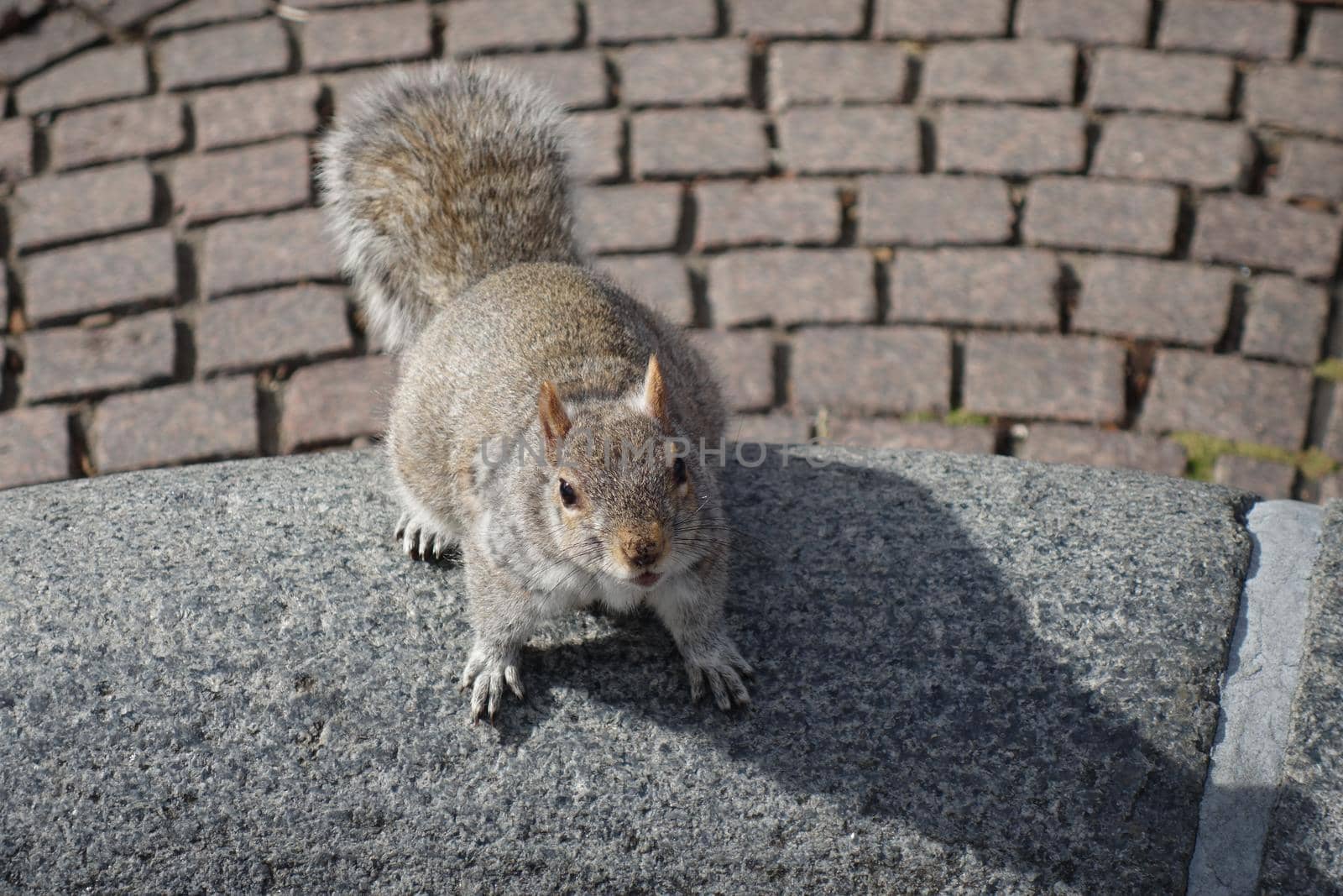 Grey squirrel from above on the paving in a park by Luise123