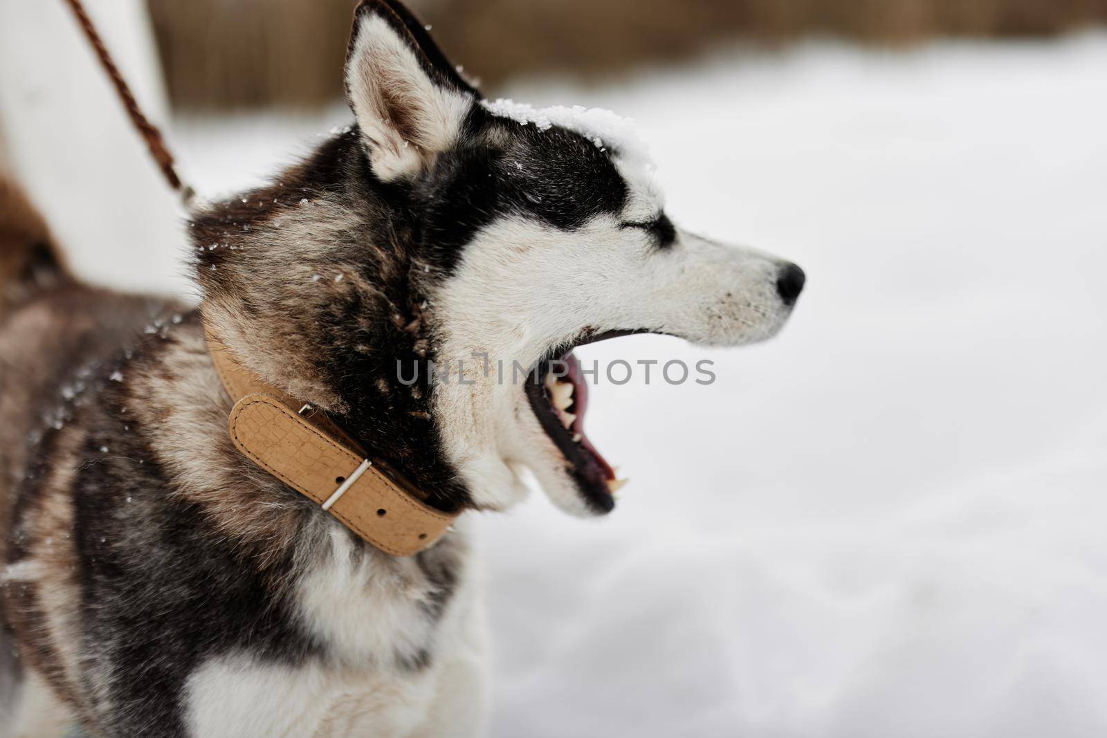 young woman with husky outdoor games snow fun travel winter holidays by SHOTPRIME