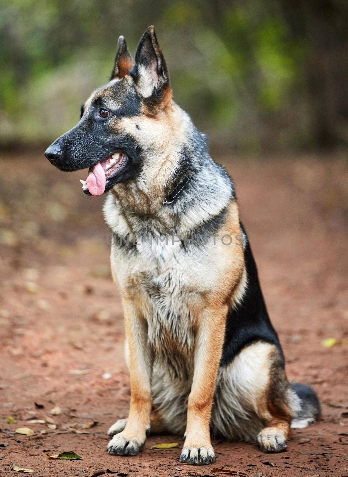 What do dogs do on their day off. Shot of an adorable german shepherd sitting in a forestShot of an adorable german shepherd sitting in a forest. by YuriArcurs