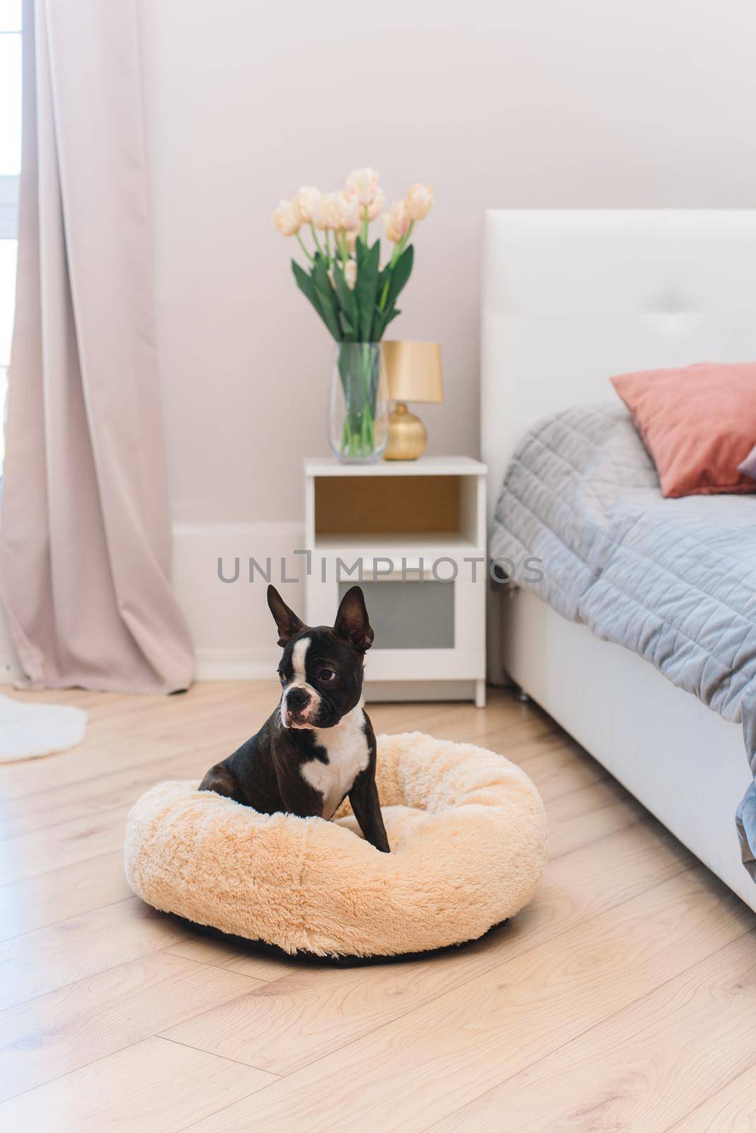 Adorable Boston Terrier dog sitting on a cozy dog bed. Domestic adorable pet concept.