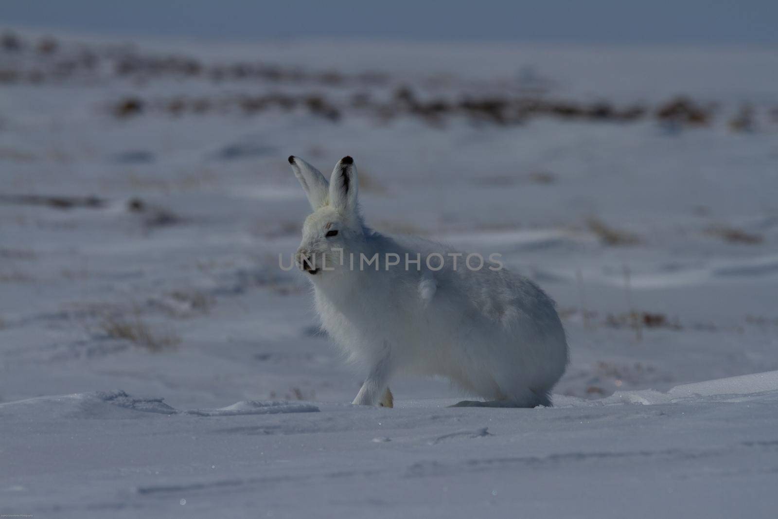 Arctic hare, Lepus arcticus, getting ready to jump while sitting on snow and shedding its winter coat, Nunavut Canada