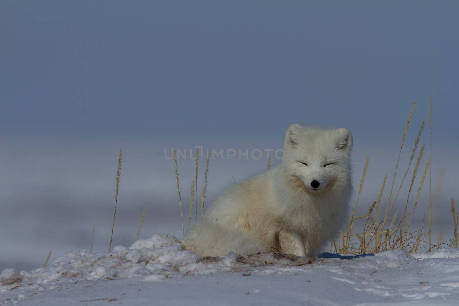 Arctic fox, Vulpes Lagopus, hiding behind grass, with snow on the ground, near Arviat Nunavut