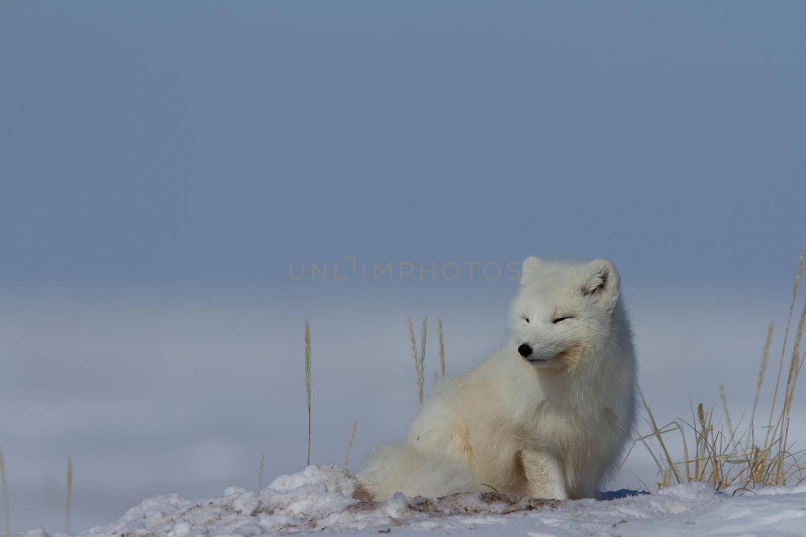 Arctic fox, Vulpes Lagopus, sitting in snow and staring around the tundra by Granchinho