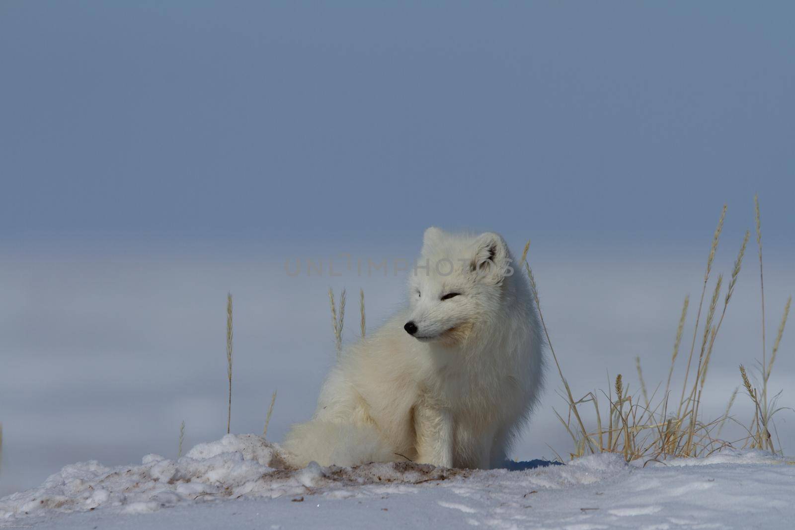 Arctic fox, Vulpes Lagopus, sitting in snow and staring around the tundra by Granchinho