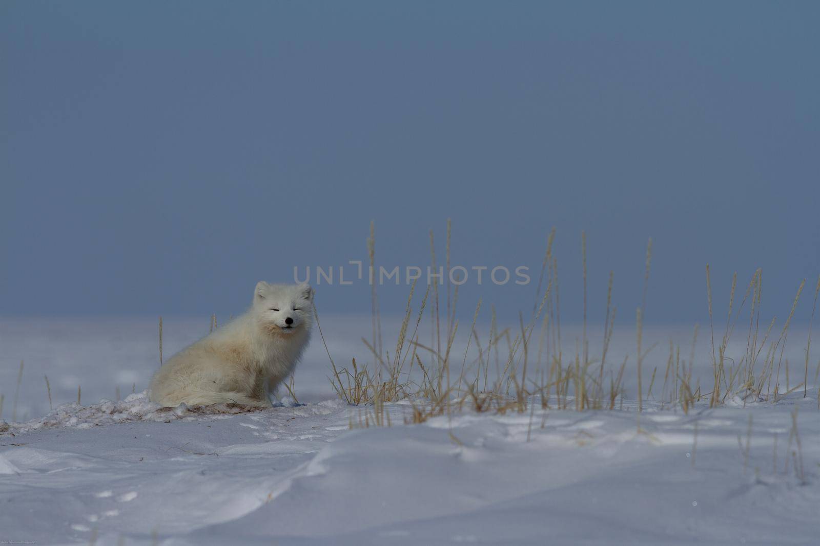 Arctic fox, Vulpes Lagopus, sitting in snow and staring around the tundra, near Arviat Nunavut