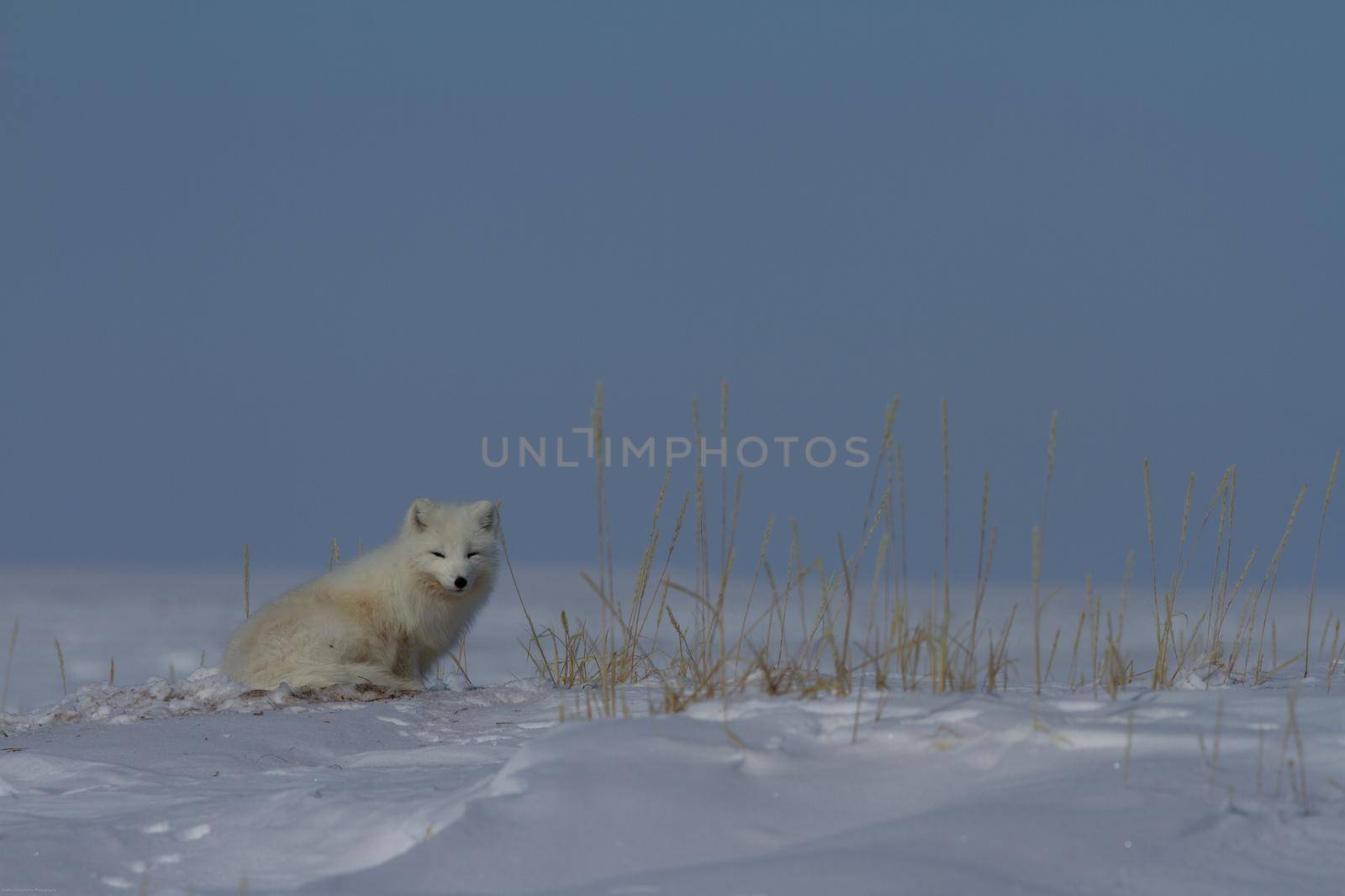 Arctic fox, Vulpes Lagopus, sitting in a pile of snow near arctic grass and staring out by Granchinho