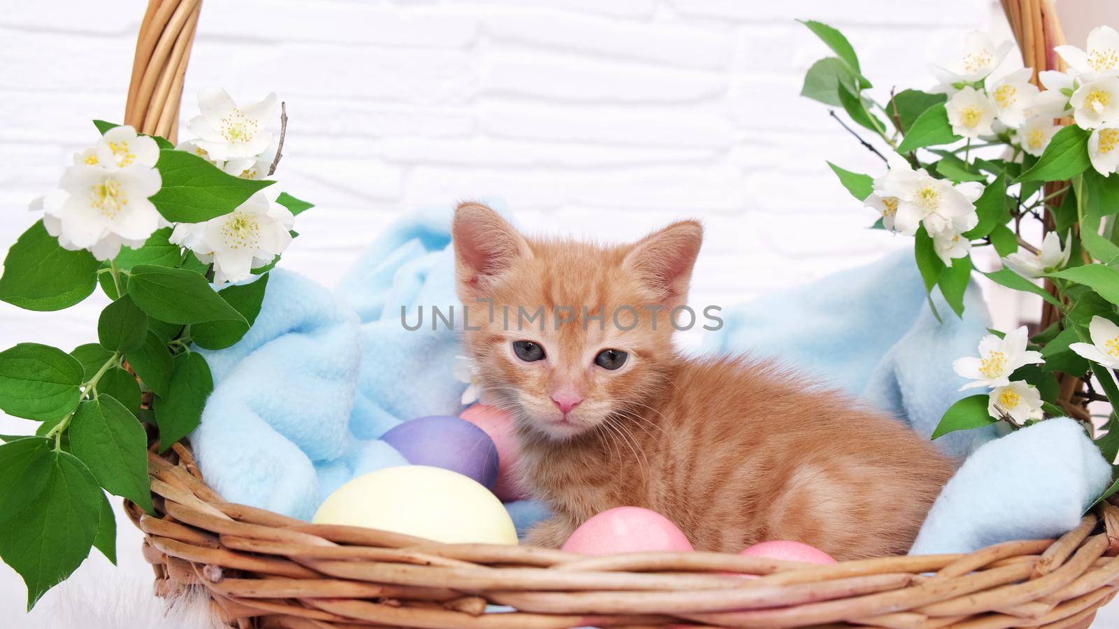 A small red tabby kitten lies comfortably in a blue blanket and looks around with easters eggs. Concept of taking care of pets, spring holidays, Easter.