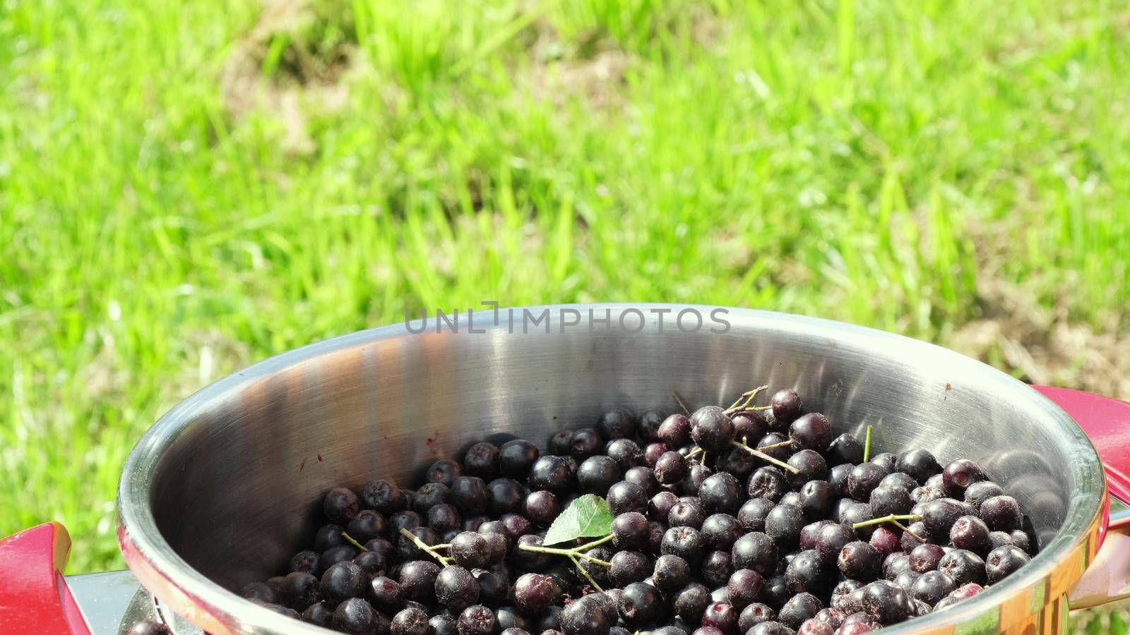 Seasonal harvest of chokeberry. Small business harvesting, cooking and gardening concept.