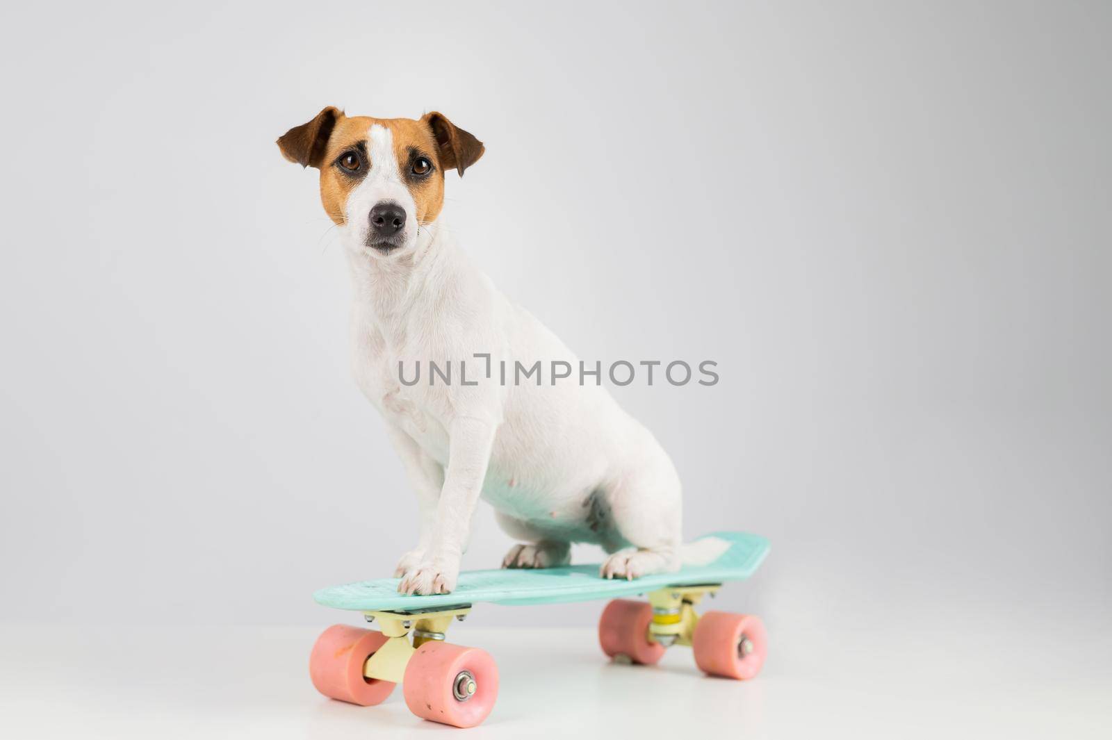 Dog on a penny board on a white background. Jack Russell Terrier rides a skateboard in the studio