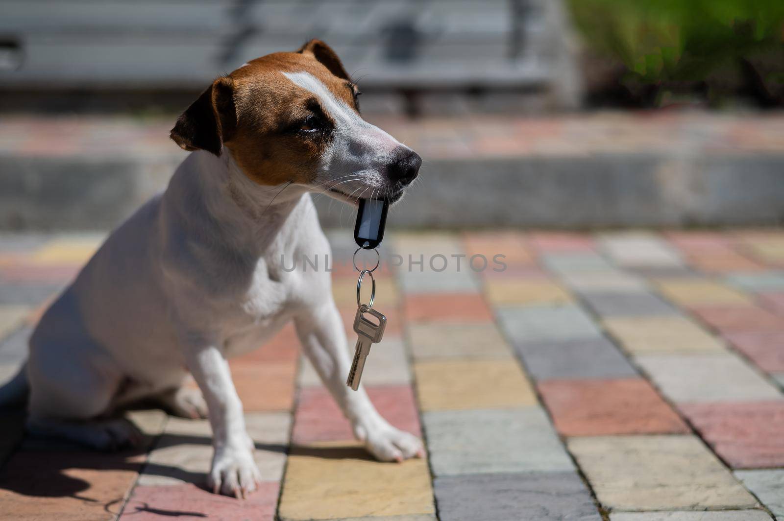 Dog Jack Russell Terrier is sitting at the door holding the keys to the house. by mrwed54