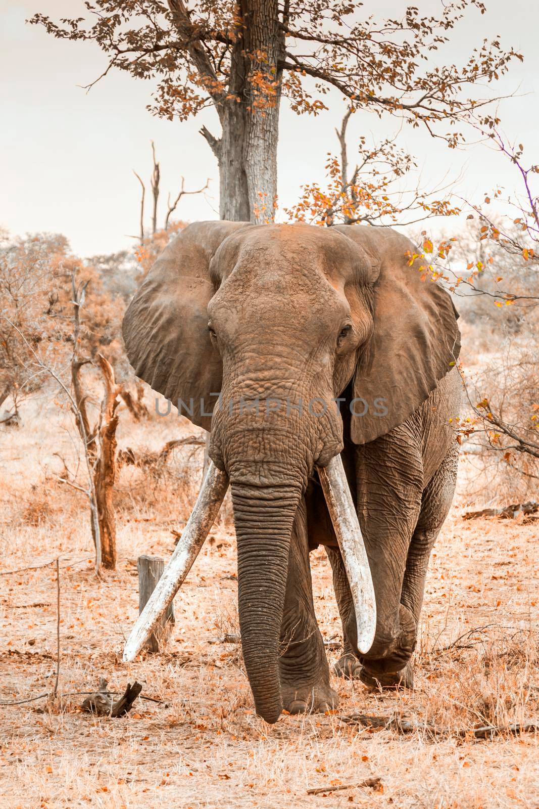 African bush elephant in Kruger National park, South Africa by PACOCOMO