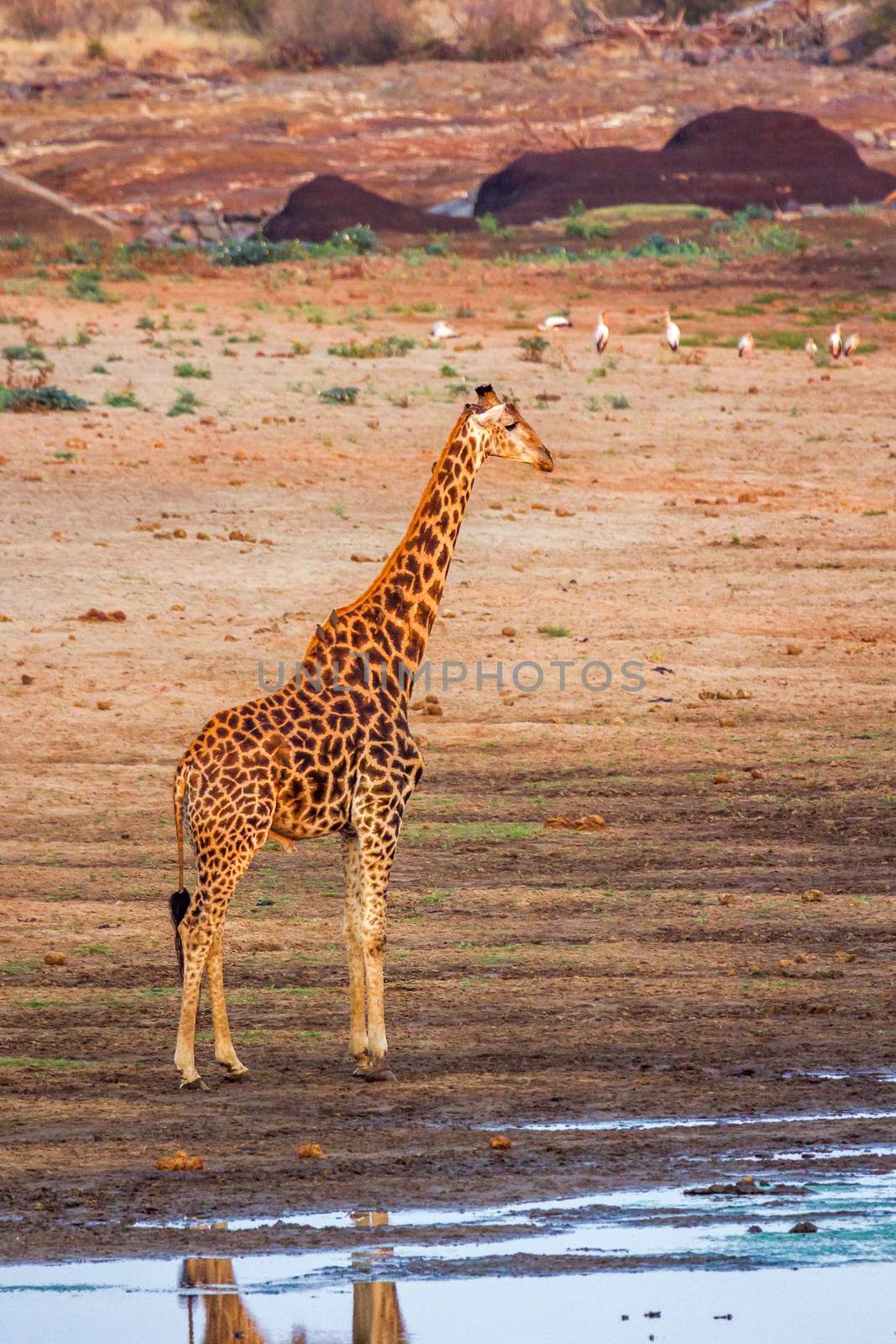 Giraffe in Kruger National park, South Africa by PACOCOMO