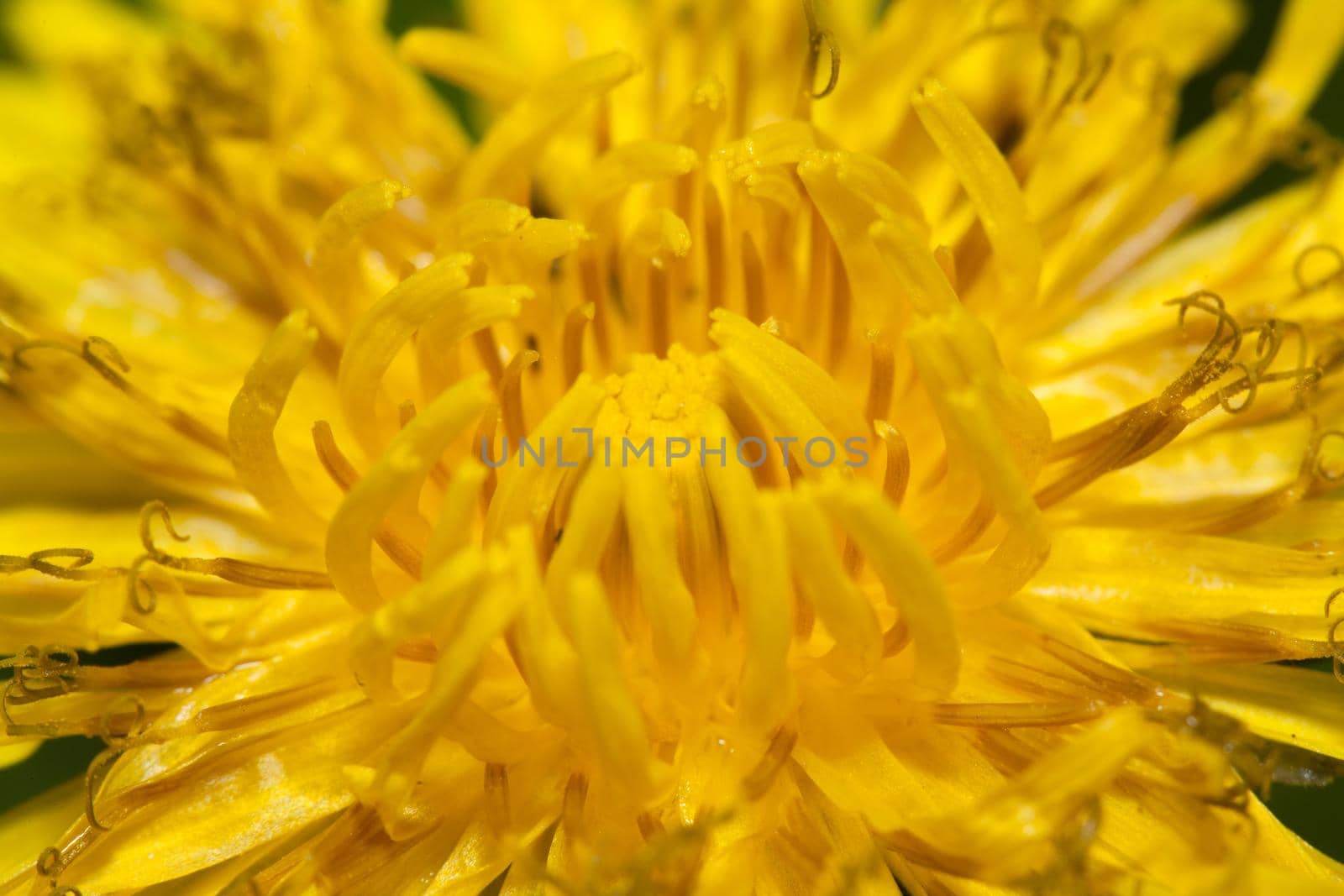 Close up of Dandelion flower, at an angle shot, Intensive yellow flower