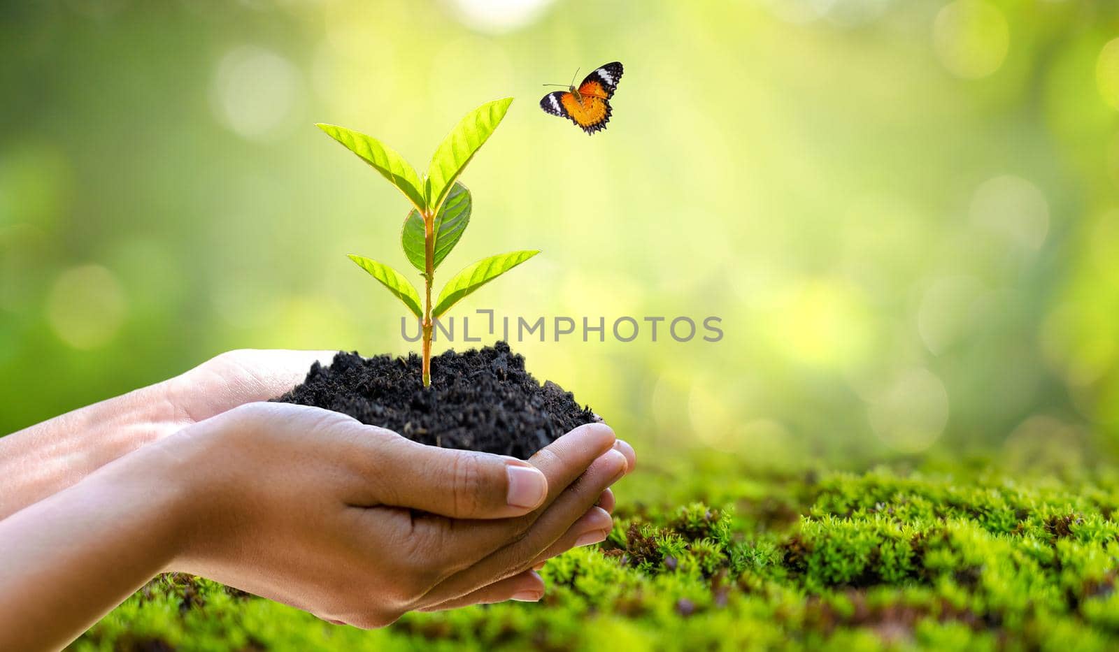 environment Earth Day In the hands of trees growing seedlings. Bokeh green Background Female hand holding tree on nature field grass Forest conservation concept by sarayut_thaneerat