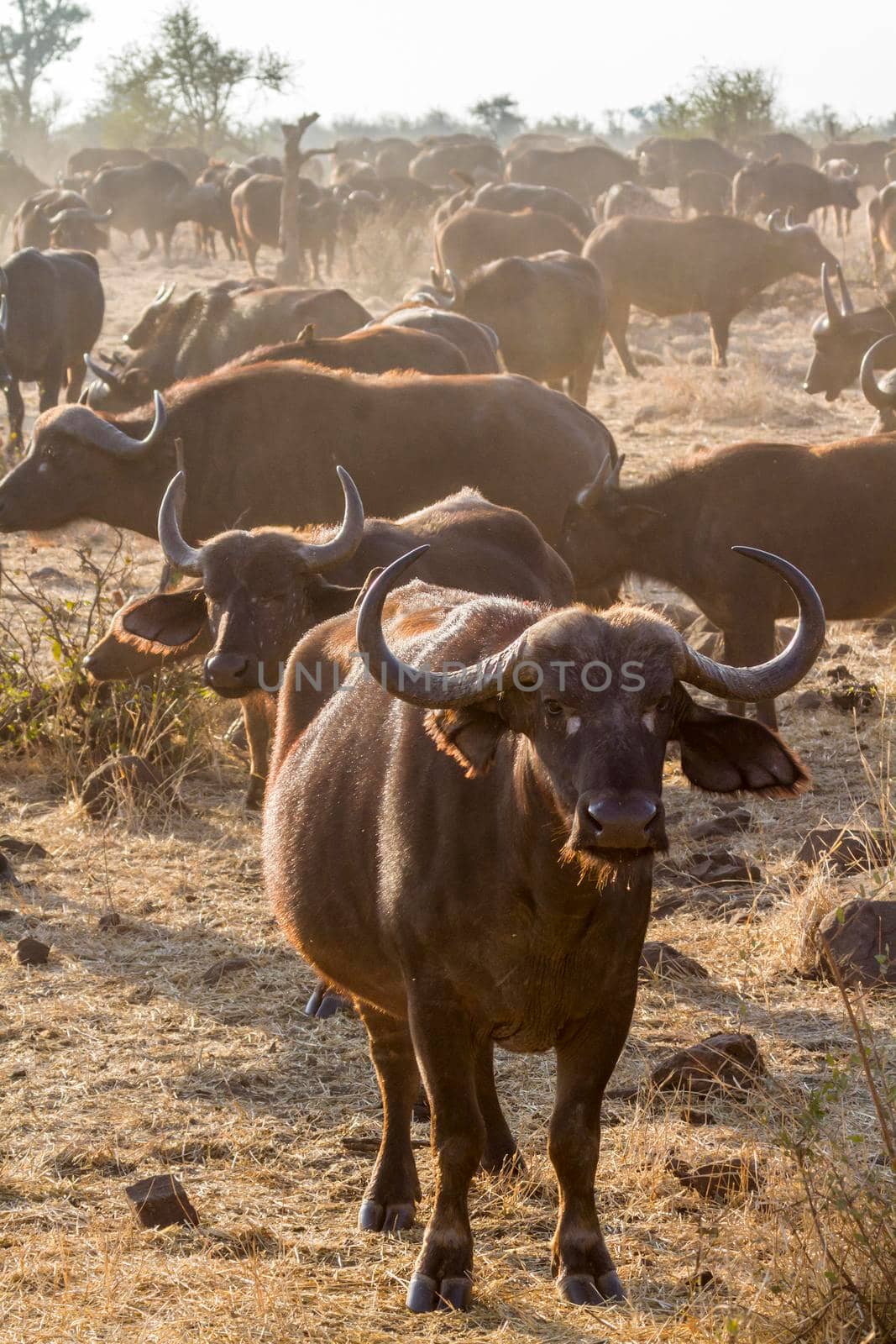 African buffalo in Kruger National park, South Africa ; Specie Syncerus caffer family of Bovidae