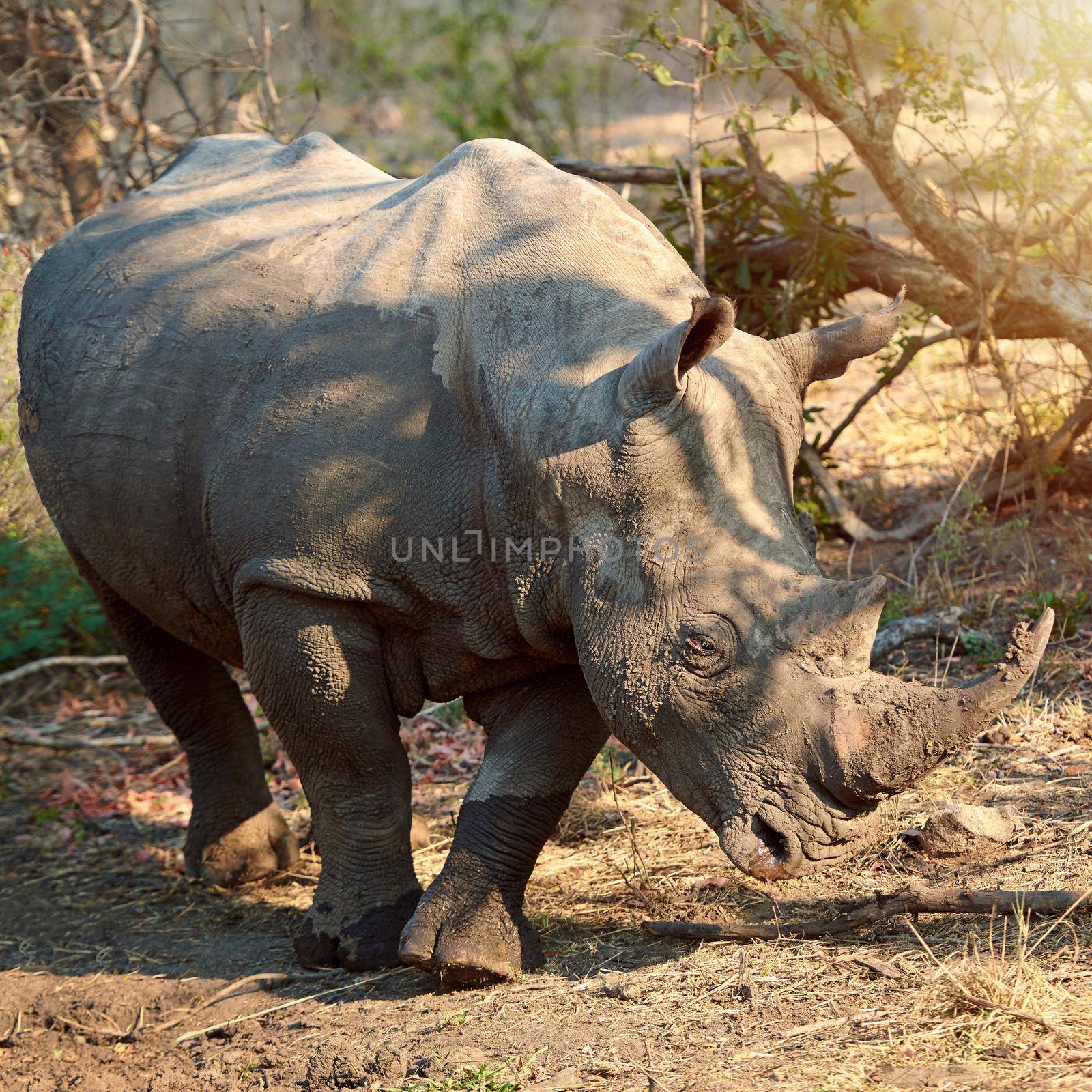 Full length shot of a rhinoceros in the wild.