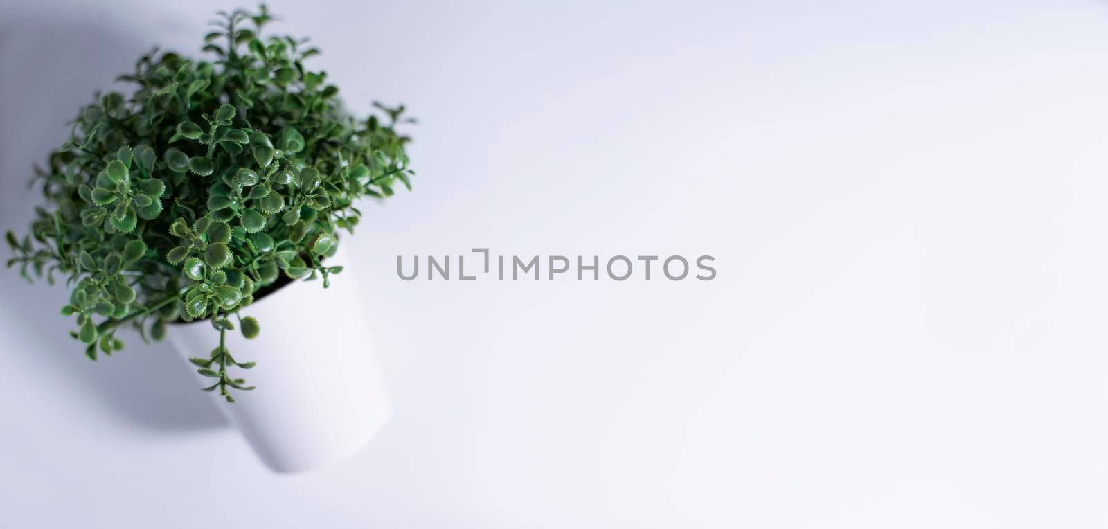advertising concept with green succulent plant in pot on white and gray background with copy space, side view.
