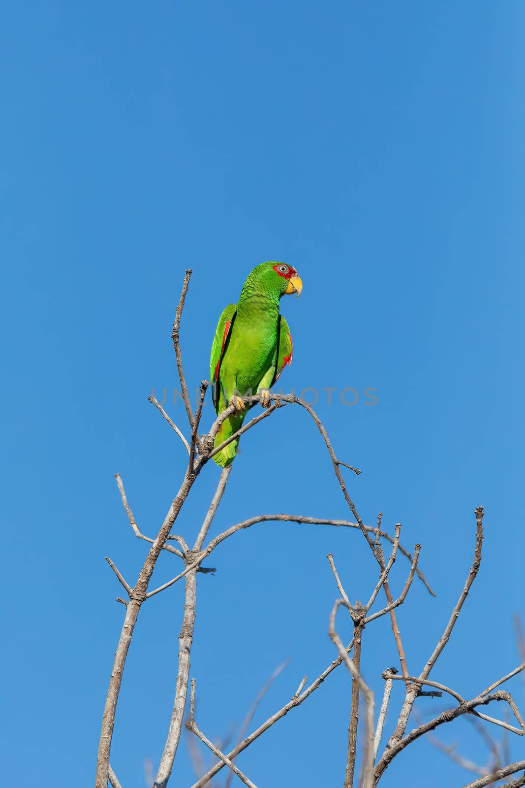 white-fronted amazon (Amazona albifrons) also known as the white-fronted parrot, or spectacled amazon parrot. El Coco, Wildlife and birdwatching in Costa Rica.