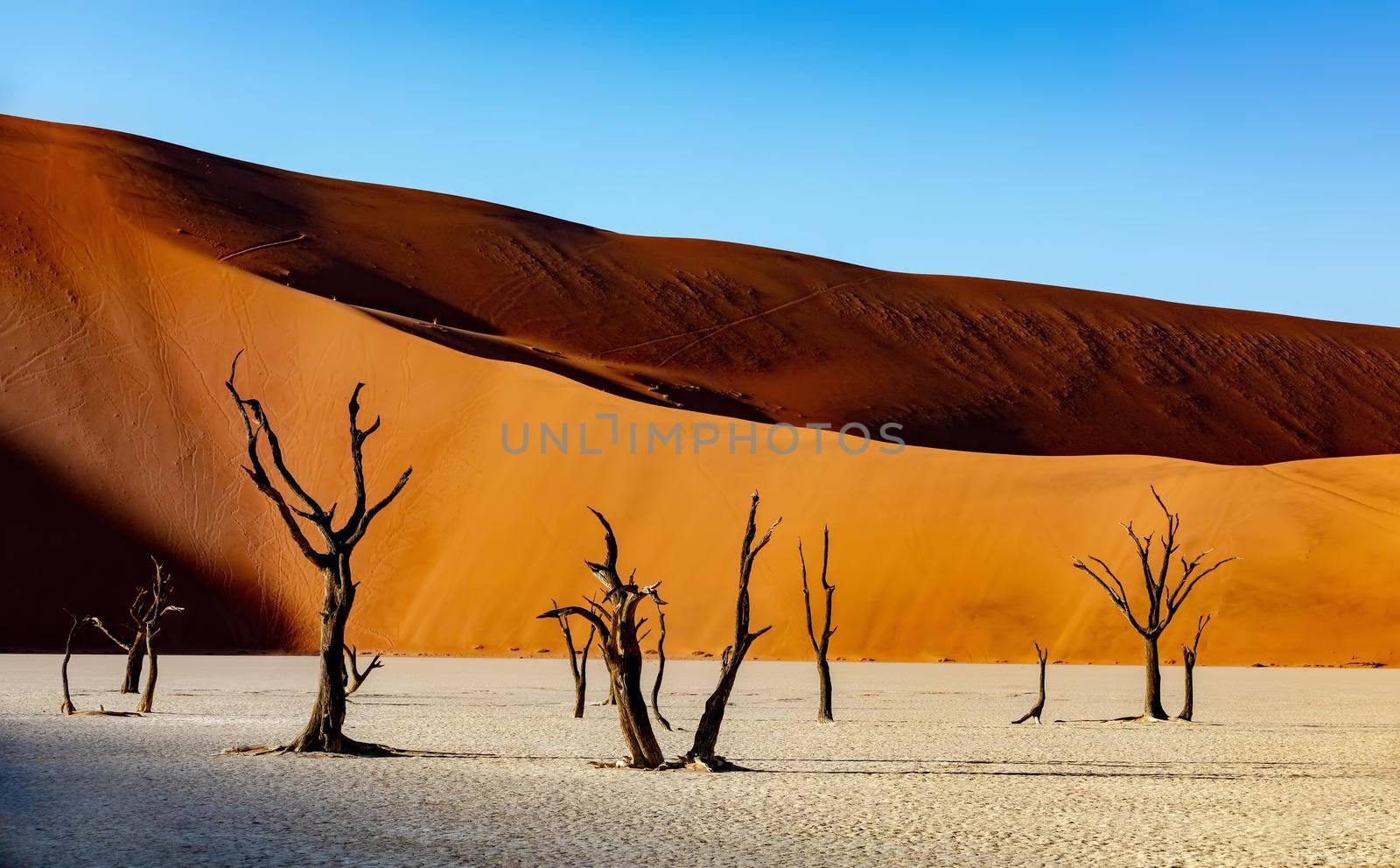 Dead Vlei landscape in Sossusvlei, Namibia by artush