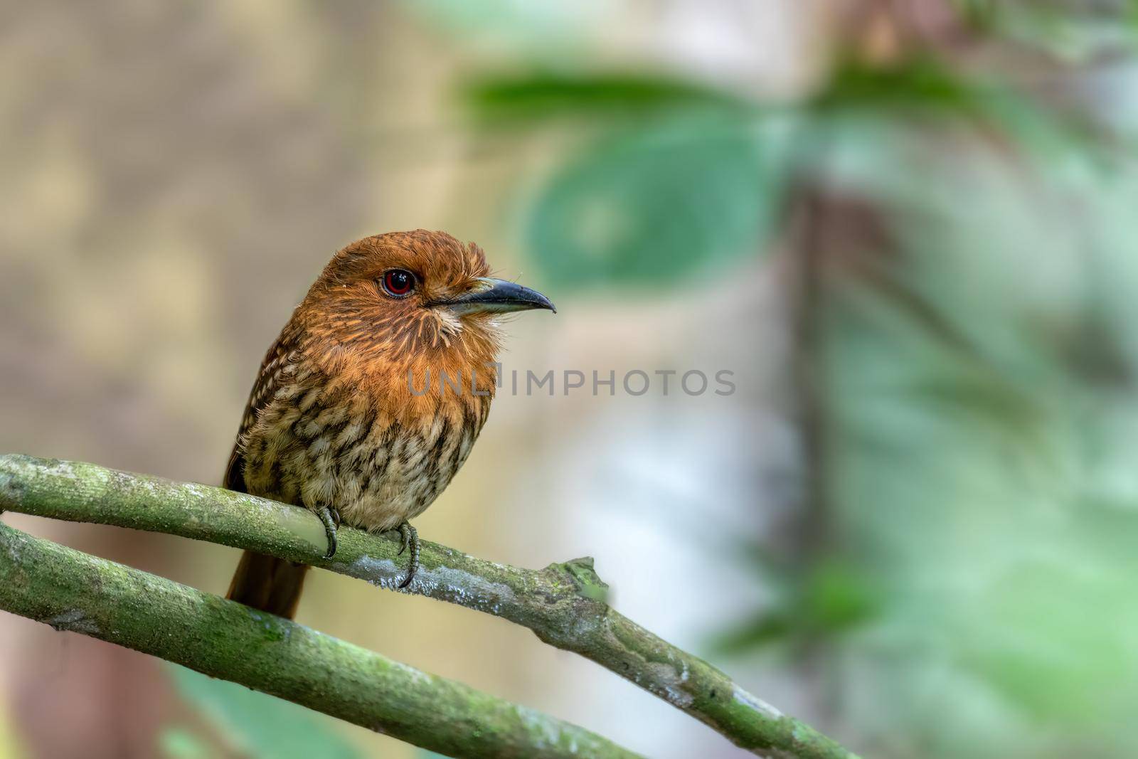 Bird White-whiskered Puffbird (Malacoptila panamensis), Carara National Park - Tarcoles, Wildlife and birdwatching in Costa Rica.