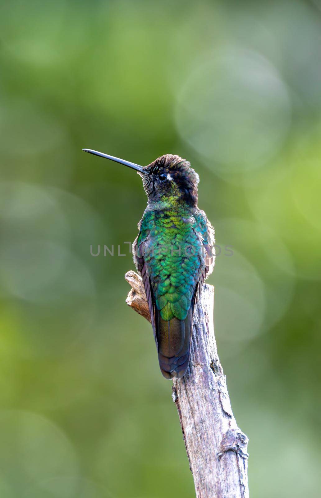 violet-headed hummingbird - Klais guimeti, San Gerardo de Dota, Costa Rica. by artush