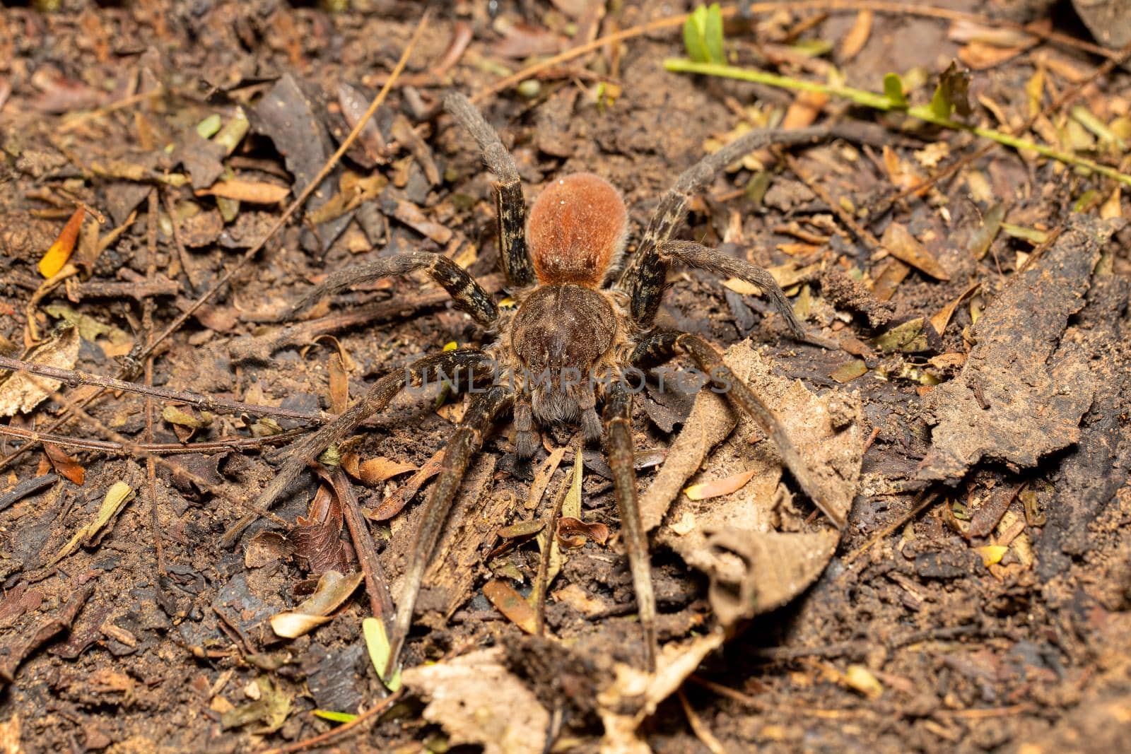 Wandering spider, Ancylometes bogotensis from family ctenidae. Venomous nocturnal hunters on ground in rainforest. Carara National Park - Tarcoles, Costa Rica wildlife.