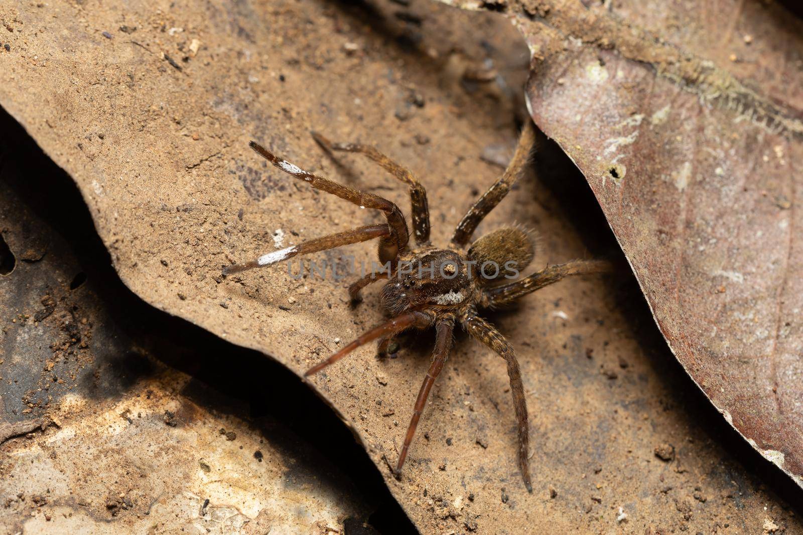 Wandering Spider, Ctenidae family, Costa Rica by artush
