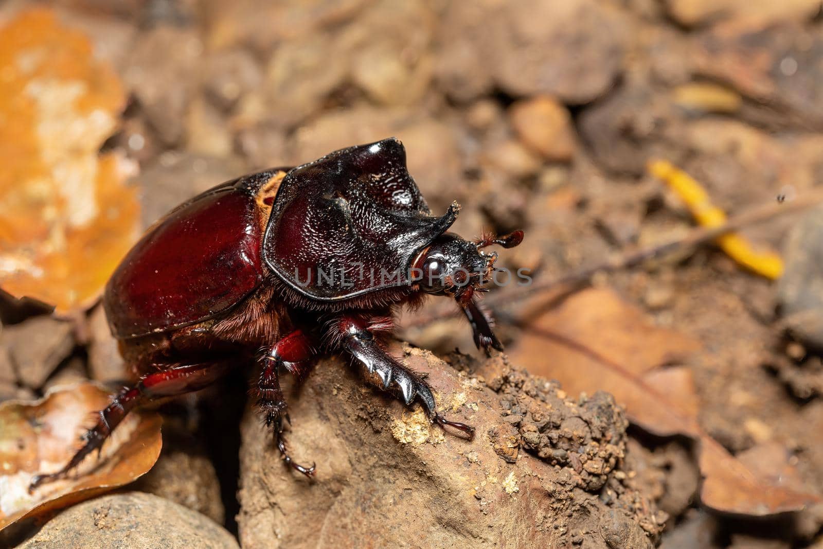 Strategus aloeus, the ox beetle, Costa Rica by artush