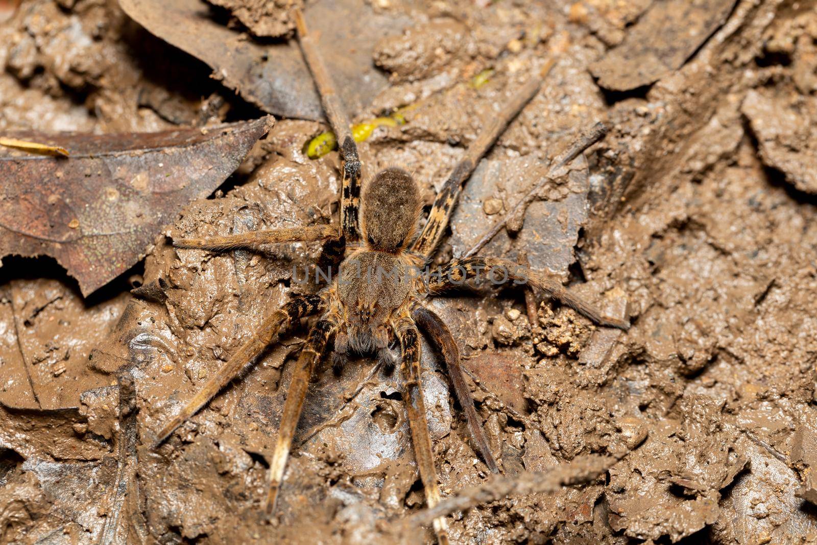 Female of Fishing Spider, Ancylometes rufus. Costa Rica by artush