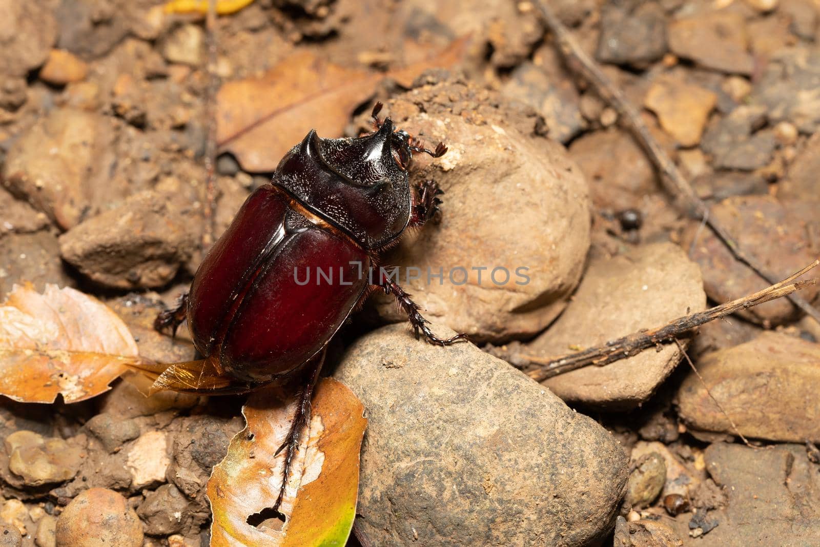 Strategus aloeus, the ox beetle, is a species of rhinoceros beetle, big bug founded in Carara National Park - Tarcoles, Wildlife in Costa Rica.