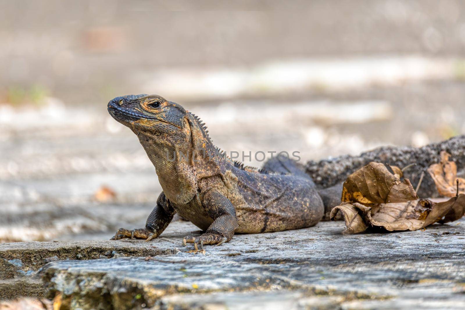 Black spiny-tailed iguana (Ctenosaura similis), National Park Carara, Costa Rica wildlife by artush