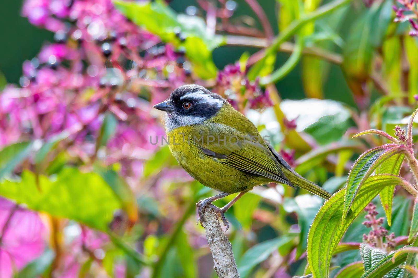 Sooty-capped bush tanager (Chlorospingus pileatus) perched on branch in the rainforests. San Gerardo de Dota, Wildlife and birdwatching in Costa Rica.