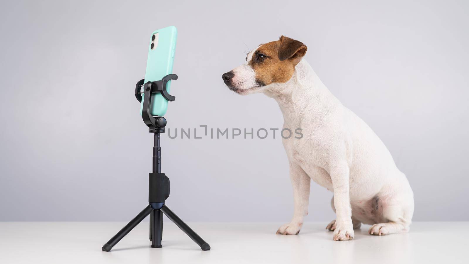 Jack Russell Terrier dog live streaming on smartphone