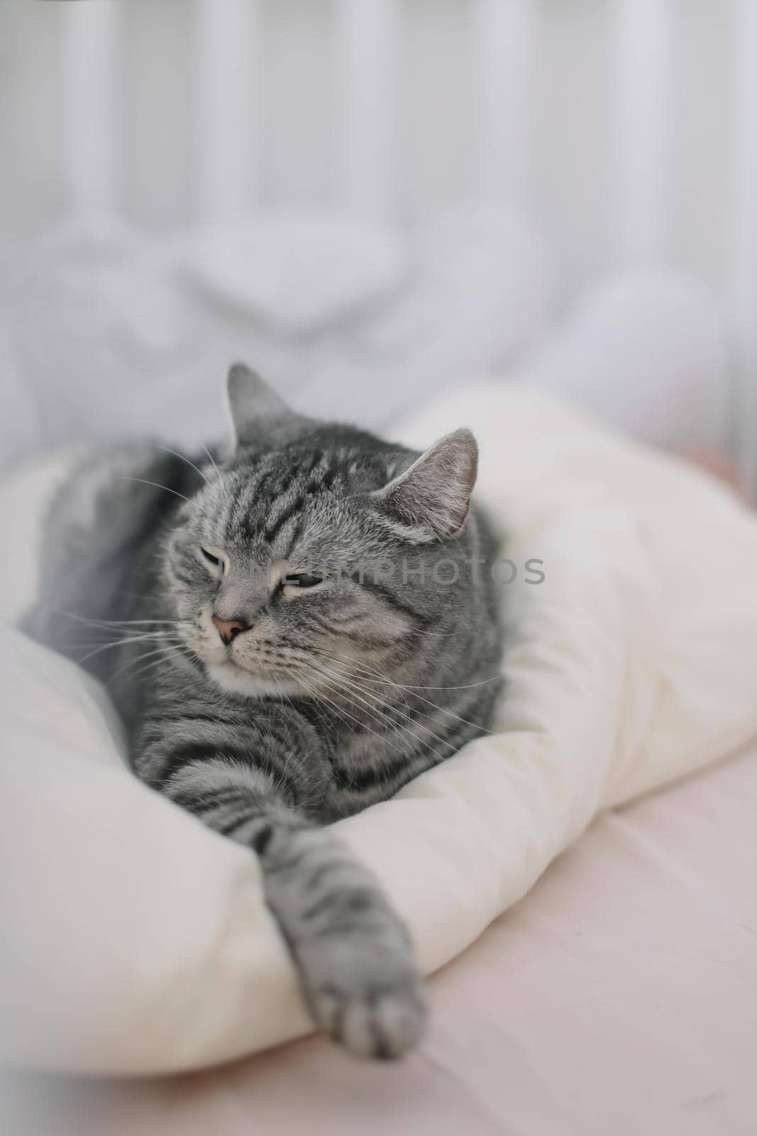Scottish straight shorthair cat lying on the bed. Pets, morning, comfort, rest concept.