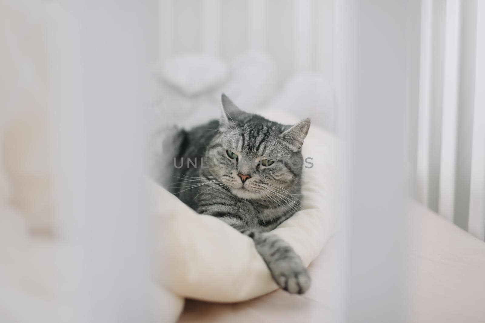 Scottish straight shorthair cat lying on the bed. Pets, morning, comfort, rest concept.