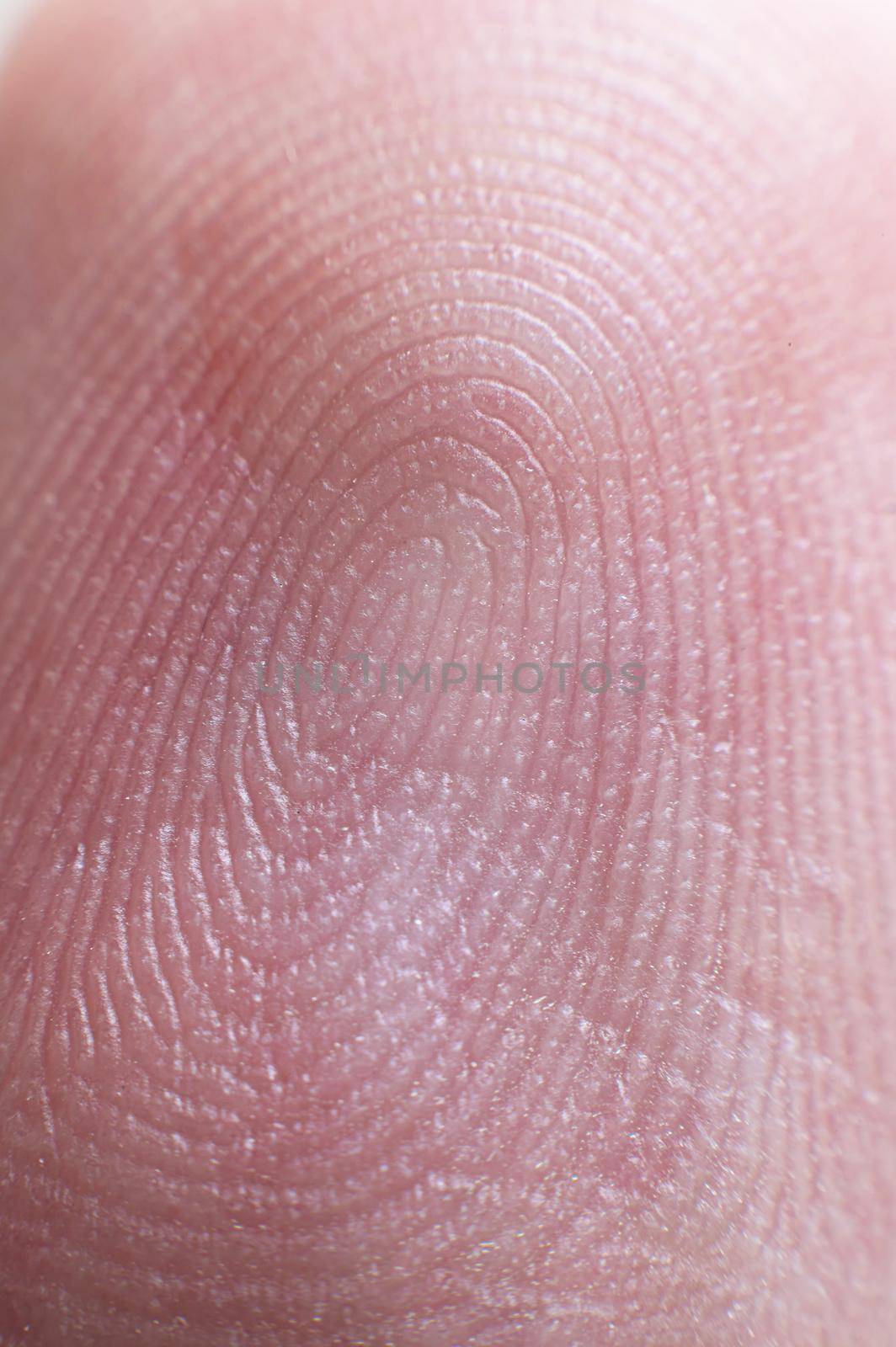 Close-up surface Fingerprint - extreme macro photography. Biometrics and fingerprinting.